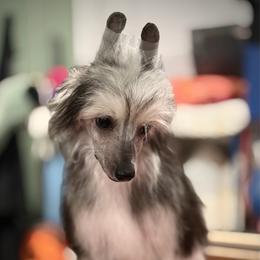 Bloom - Black white and tan female Chinese Crested puppy in Brooksville, Florida from Ariella Standard Poodles & Chinese Cresteds