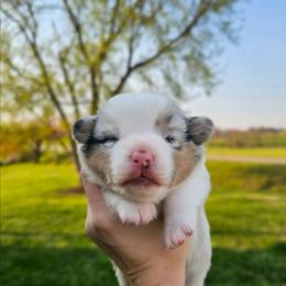 Louie - Blue merle and white male American Corgi puppy in Taylorsville, North Carolina from America's Red White and Bluie Corgis