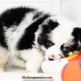 Toy Australian Shepherd puppies from Shebang Aussies