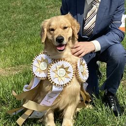Carlee - Golden Retriever