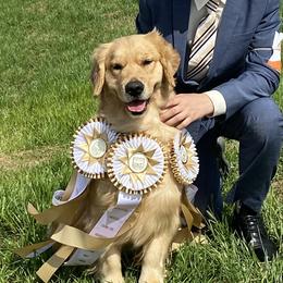 Carlee - Golden Retriever