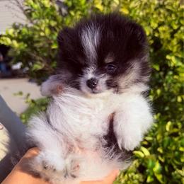 Loki - Tri-colored male Pomeranian puppy in Waterloo, Indiana from Garcias Pomeranian