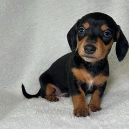 Tom - Black and tan male Dachshund puppy in Long Beach, California from Mini Dachshund Pups LB