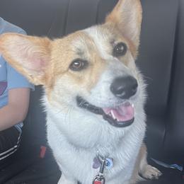 Flower - Pembroke Welsh Corgi