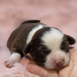 Thing 2 - Red & white female Miniature Australian Shepherd puppy in Austin, Texas from ATX Mini Aussies