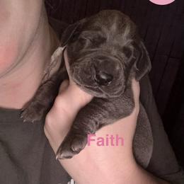 Faith - Blue female Great Dane puppy in Edwardsville, Illinois from Giants and Munchkins