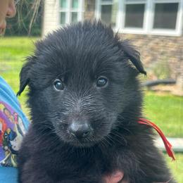 Reef (Red) - Black male Belgian Sheepdog puppy in Franklin, West Virginia from Wildmour K9
