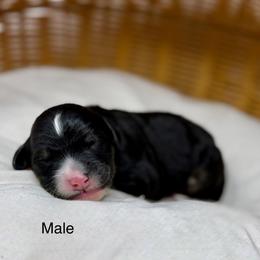 Male 5 - Tri-color male Bernedoodle puppy in Sterling, Colorado from North 40 Doodles