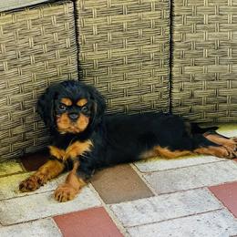 Cavalier King Charles Spaniel Puppies from Crown Jewel Cavaliers