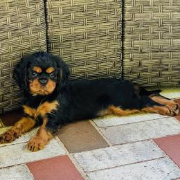 Cavalier King Charles Spaniel Puppies from Crown Jewel Cavaliers