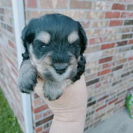 Duke - Black and silver male Miniature Schnauzer puppy in Muskogee, Oklahoma from A&W Miniature Schnauzers