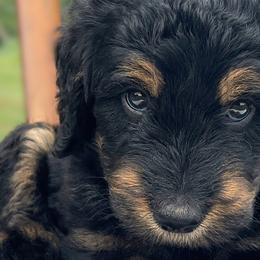 Bernedoodles from Wild Grace Farm Pups