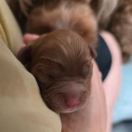 Girl 1 - Red female Cavapoo puppy in Knoxville, Tennessee from Shannan's Cavapoos