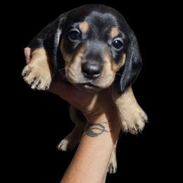 Boy 1 - Black and cream male Dachshund puppy in Woodland, Washington from SJs Dachshunds