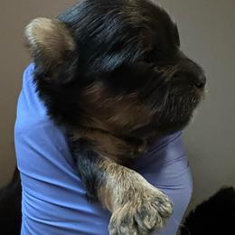 Ozzie - Black and tan male Yorkshire Terrier puppy in Clarksville, Arkansas from K's Luxurious Yorkies