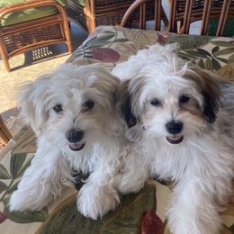 Havanese Puppies from Kim's Puppy Palace