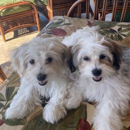 Havanese Puppies from Kim's Puppy Palace