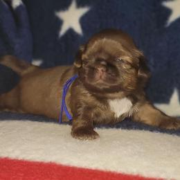 Boy 1     1900.00 - Liver male Shih Tzu puppy in Wooster, Ohio from Mending Hearts Shih Tzu's