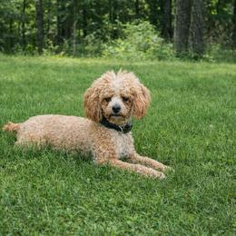 Cowboy - Poodle