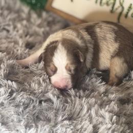 Nemo - Red merle male Miniature Australian Shepherd puppy in California from Eagle River Aussies
