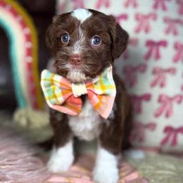 Indigo - Chocolate female Australian Labradoodle puppy in Decatur, Alabama from Southern Meadows Doodles
