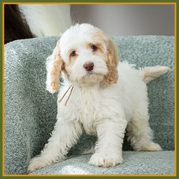 Nancy - Red female Cockapoo puppy in Connersville, Indiana from Deaz Doodle Ranch