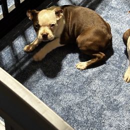 Red Female (pink collar) - Red female Boston Terrier puppy in Mc Donough, Georgia from Ballard Boston Terriers