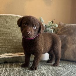 Opal - Brown female Chesapeake Bay Retriever puppy in Ulen, Minnesota from North Wind Gundogs