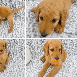 Oliver - Apricot male Goldendoodle puppy in Kissimmee, Florida from From the Heart