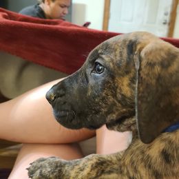 Great Dane Puppies from Borealis Danes