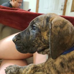 Great Dane Puppies from Borealis Danes