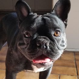 Luci - French Bulldog