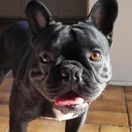 Luci - French Bulldog