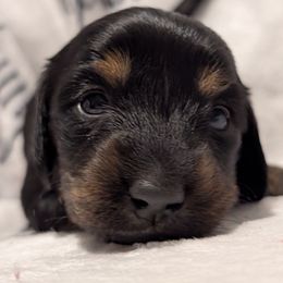 Female 1 B darker tan - Black and tan female Dachshund puppy in Columbus, Ohio from Bumpkins Dachshunds