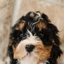 'Half-pipe' Blue Collar Male - Tri-color male Bernedoodle puppy in Kamas, Utah from A + E Farms