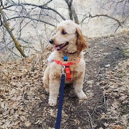 Bernedoodles and Goldendoodles from Doni Doodles & Danes