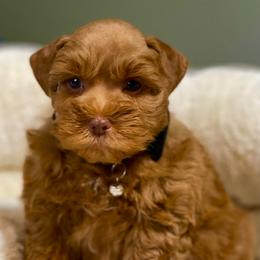 Dark red male AKC - Wheaten male Miniature Schnauzer puppy in Calhoun, Georgia from The BrickHouse Miniature Schnauzers