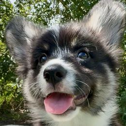 American Corgis and Pembroke Welsh Corgis from Sunrise Corgis