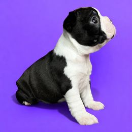 Olive - Black brindle and white female Boston Terrier puppy in Galena, Kansas from RottNBostons