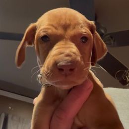 Tucker - Golden rust male Vizsla puppy in Plymouth, Minnesota from Carlson Vizslas
