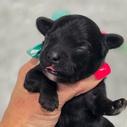 Bentley - Black male Cavapoo puppy in Vernon, Texas from Sugarland's Texas Goldendoodles