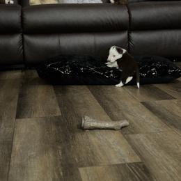 Border Collie Puppies from Apex Border Collies