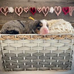 Pearl - Blue merle female Bernedoodle puppy in Idaho from Bernese By Barzees