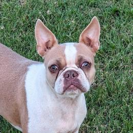 Squirrel - Boston Terrier