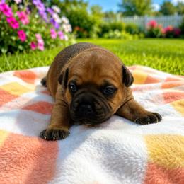 Male 3 - Red male Staffordshire Bull Terrier puppy in Lakeland, Florida from English Creek Staffords
