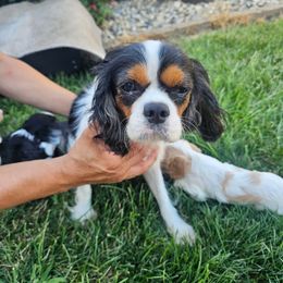 Honey - Cavalier King Charles Spaniel