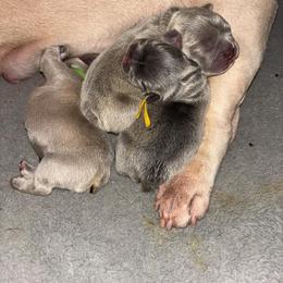 French Bulldog Puppies from Kaitlyn Slone