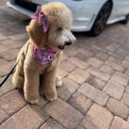 Goldendoodle Puppies from The Doodle House
