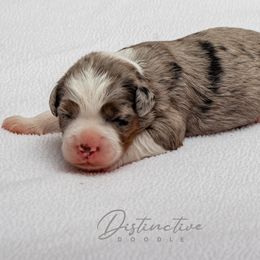 Skye - Blue merle female Aussiedoodle puppy in Kennesaw, Georgia from Distinctive Doodle