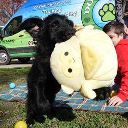 Black Russian Terrier puppies from Louisov Kennel
